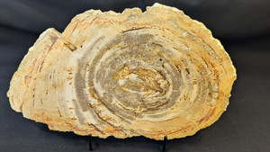 Petrified Wood Large Decorative Crystal Slice ≥12.0" & over 2.0 lb (Item #6)