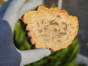 Petrified Wood Stone Decorative Crystal Slice (M01)