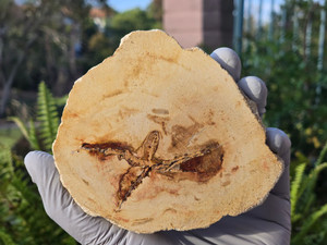 Petrified Wood Stone Decorative Crystal Slice (M09)