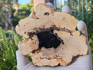 Petrified Wood Stone Decorative Crystal Slice (M14)