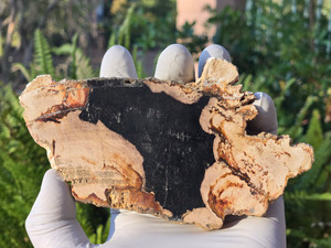 Petrified Wood Stone Decorative Crystal Slice (M17)