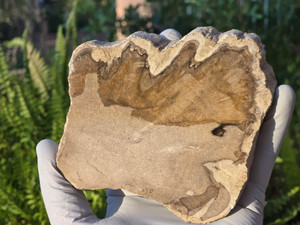 Petrified Wood Stone Decorative Crystal Slice (M18)