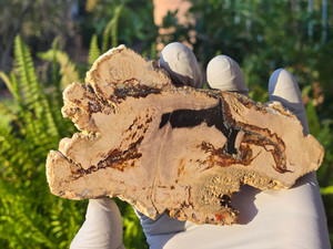 Petrified Wood Stone Decorative Crystal Slice (M19)