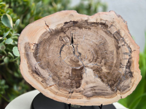 Petrified Wood Stone Fossil Decorative Crystal Slice Collectible Decorative Home Accent