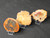 Mix of Three Petrified Wood Stone Specimens Decorative Crystal Slices