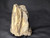 Petrified Wood Log Large Natural Decorative Crystal (02)