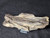 Petrified Wood Log Large Natural Decorative Crystal (03)