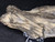 Petrified Wood Log Large Natural Decorative Crystal (03)