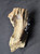 Petrified Wood Log Large Natural Decorative Crystal (08)