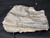 Petrified Wood Log Large Natural Decorative Crystal (06)