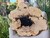 Petrified Wood Stone Decorative Crystal Slice (M14)