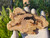 Petrified Wood Stone Decorative Crystal Slice (M19)
