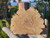 Petrified Wood Stone Decorative Crystal Slice (M20)