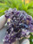 Amethyst Quartz Crystal Cluster Deep Purple (#2)