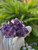 Mix of Three Specimens Amethyst Quartz Crystal Cluster Deep Purple (collectively over 9.0 oz)