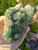 Green Cubic Fluorite Crystal specimen, Natural Mineral Cluster formations (GCL06)