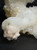 Apophyllite With Stilbite Rare Gorgeous Snow-White Crystals Cluster Specimen-Collectible Healing