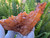 Tangerine Quartz Specimen Natural Crystals Cluster (TN22)