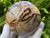 SEPTARIAN UV Reactive Polished Round Natural Crystal Sphere Ball, Septarian Yellow Dragon Stone Specimen