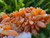 Tangerine Quartz Specimen Natural Crystals Cluster (TN24)