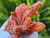 Tangerine Quartz Specimen Natural Crystals Cluster (TN28)