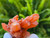 Tangerine Quartz Specimen Natural Crystals Cluster (TN28)