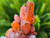 Tangerine Quartz Specimen Natural Crystals Cluster (TN28)