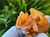 Tangerine Quartz Specimen Natural Crystals Cluster (TN29)