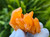 Tangerine Quartz Specimen Natural Crystals Cluster (TN29)