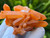 Tangerine Quartz Specimen Natural Crystals Cluster (TN30)