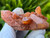 Tangerine Quartz Specimen Natural Crystals Cluster (TN32)