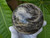 Black Moonstone sphere (83 mm 794 grams) natural flashy moonstone polished crystal ball from Madagascar