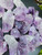 Amethyst Quartz High Quality Raw Natural Mineral Large Crystals Specimens-Healing Crystals