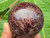 Garnet Crystal Sphere (63 mm 448 gm) Natural Polished Deep Red and Yellow Decorative Valentines Day Gift
