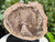 Petrified Wood Stone Fossil Decorative Crystal Slice Collectible Decorative Home Accent