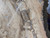 Petrified Wood Stone Fossil Decorative Crystal Slice Collectible Decorative Home Accent