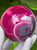 Pink Banded Agate Sphere Large (3.5 in 2 lb) dyed From Brazil Decorative Home Accent Healing Crystal