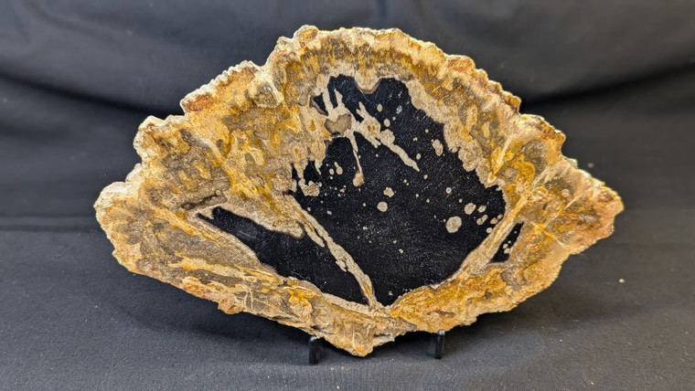 Petrified Wood Large Decorative Crystal Slice ≥10.0" & over 30.0 oz (Item #7)