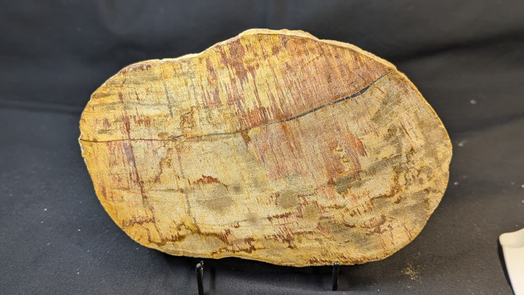 Petrified Wood Large Decorative Crystal Slice ≥9.0" & over 2.0 lb (Item #9)
