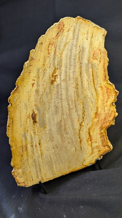 Petrified Wood Large Decorative Crystal Slices ≥8.0" & over 27 oz each (#24 )