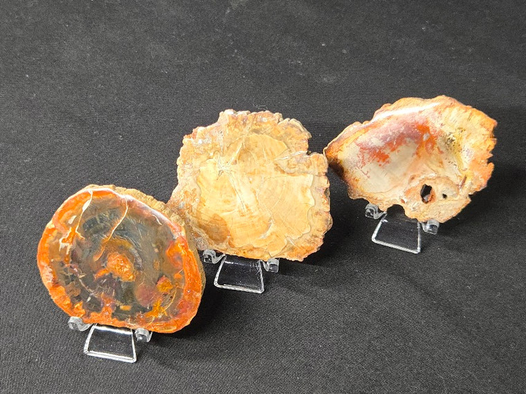 Mix of Three Petrified Wood Stone Specimens Decorative Crystal Slices