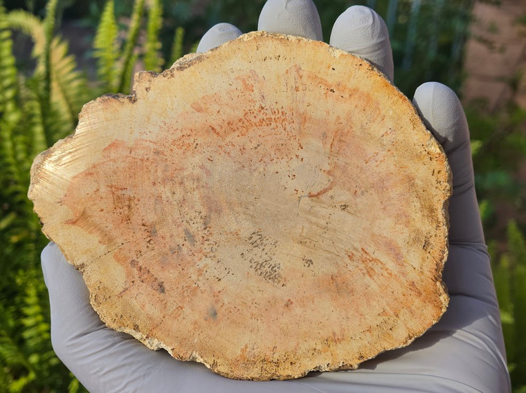 Petrified Wood Stone Decorative Crystal Slice (M03)