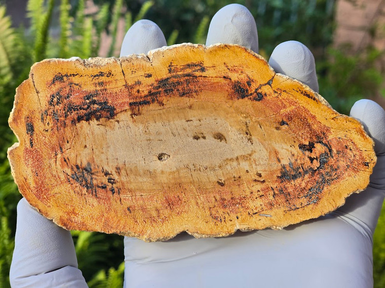 Petrified Wood Stone Decorative Crystal Slice (M05)