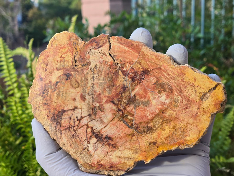 Petrified Wood Stone Decorative Crystal Slice (M06)