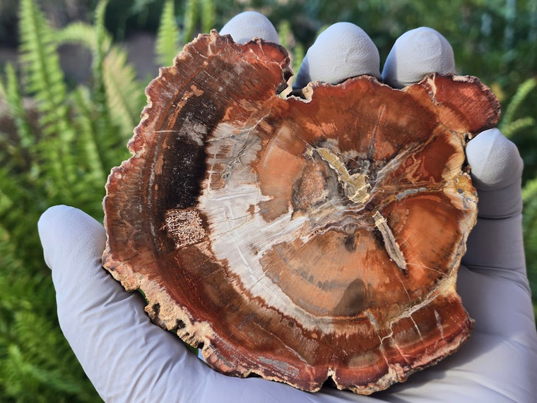 Petrified Wood Stone Decorative Crystal Slice (M10)
