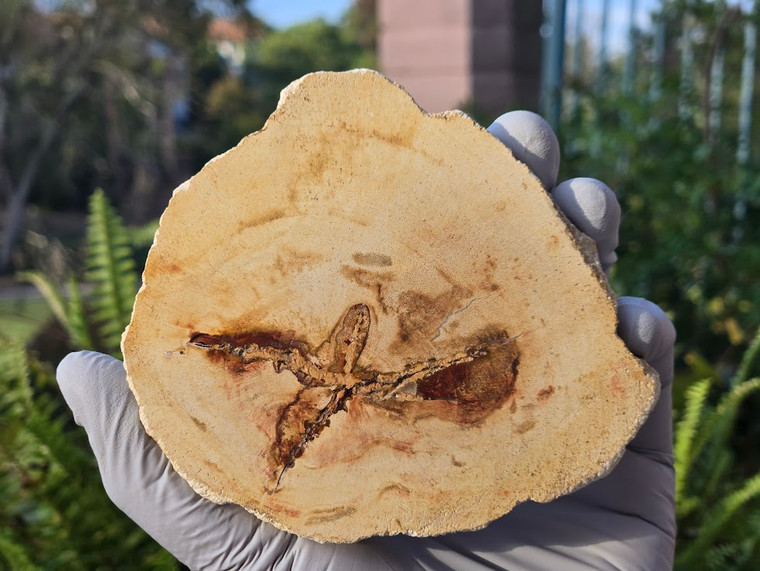 Petrified Wood Stone Decorative Crystal Slice (M09)