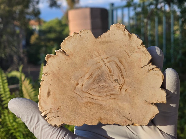 Petrified Wood Stone Decorative Crystal Slice (M20)