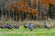 The Best Basic Gear for Turkey Hunting for a Great Hunting Experience