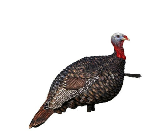 AVIAN-X LCD JAKE QUARTER STRUT TURKEY DECOY