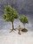TRE003 Deciduous Tree
